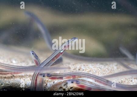 European eel, anguilla anguilla, glass eels on the riverbed, river severn, gloucester, May Stock Photo