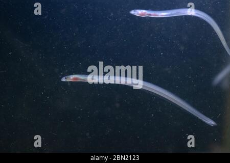 European eel, anguilla anguilla, glass eels on the riverbed, river severn, gloucester, May Stock Photo