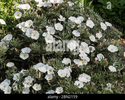 A well grown bush of convolvulus cneorum covered with white trumpet shaped flowers Stock Photo
