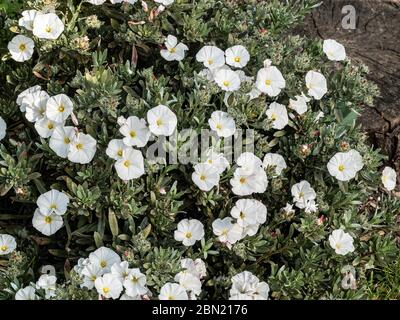 A well grown bush of convolvulus cneorum covered with white trumpet shaped flowers Stock Photo