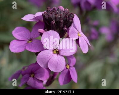 A close up of part of the flowerhead of Erysimum Bowles Hybrid Stock Photo