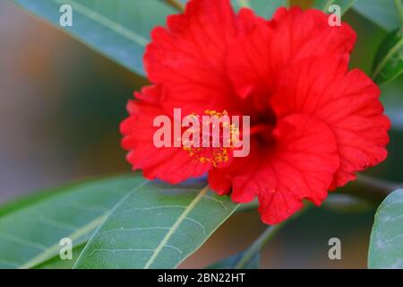 hibiscus flower on the mango leaves background Stock Photo