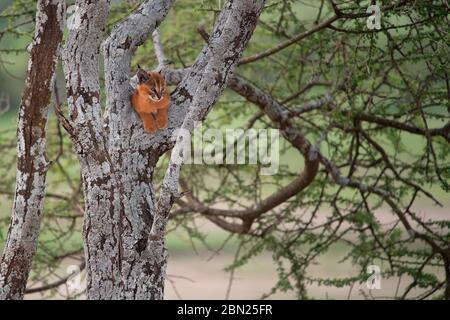 A baby caracal which is very rare to find seen up in a tree in Ndutu Conservation Area in Tanzania