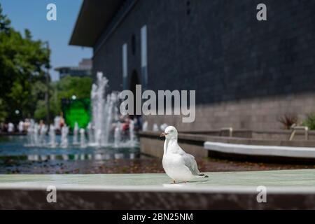 Close up of seagull in the moat of the National Gallery of Victoria, Melbourne, Victoria, Australia Stock Photo