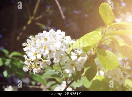 Bird cherry flowers on a tree branch. Stock Photo