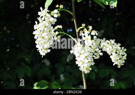Bird cherry flowers on a tree branch. Stock Photo