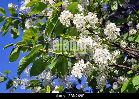 Aphid. Pests on young leaves of bird cherry. White flowers on the branches. Stock Photo