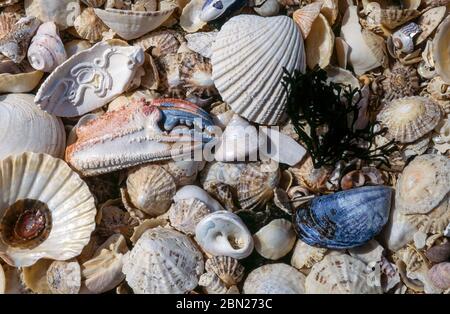 Closeup of an assortment of beautiful mixed seashells on a Scottish shell beach, Queens Bay, Isle of Colonsay, Scotland, UK Stock Photo