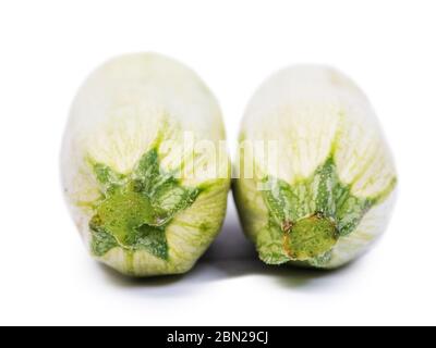 Two fresh vegetable marrows. Zucchini Isolated on white background Stock Photo