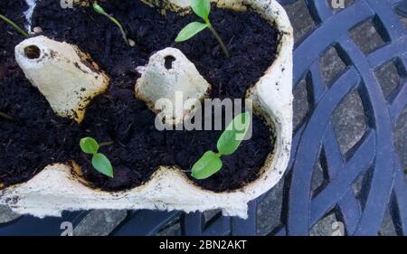 Young seedlings growing in egg boxes standing on patterned table Stock Photo
