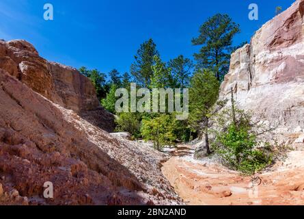 Pine trees growing along the canyon floor at Providence canyon state park Stock Photo