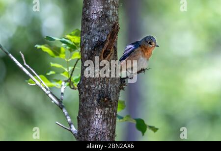 Eastern Blue bird at Lake Point resort state park campground Stock Photo