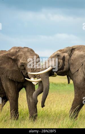 Two male african elephants (loxodonta africana) fighting and pushing each other with their trunks Stock Photo