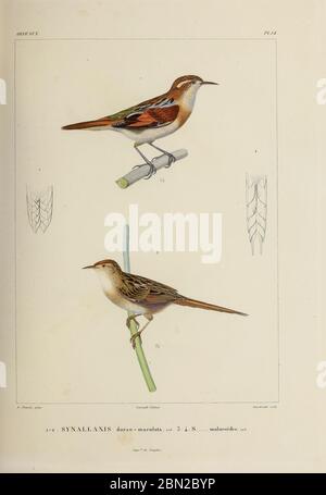 hand coloured sketch Top: wren-like rushbird (Phleocryptes melanops [Here as Synallaxis dorso-maculata]) Bottom: bay-capped wren-spinetail (Spartonoica maluroides) [Here as Synallaxis maluroides]) From the book 'Voyage dans l'Amérique Méridionale' [Journey to South America: (Brazil, the eastern republic of Uruguay, the Argentine Republic, Patagonia, the republic of Chile, the republic of Bolivia, the republic of Peru), executed during the years 1826 - 1833] 4th volume Part 3 By: Orbigny, Alcide Dessalines d', d'Orbigny, 1802-1857; Montagne, Jean François Camille, 1784-1866; Martius, Karl Frie Stock Photo