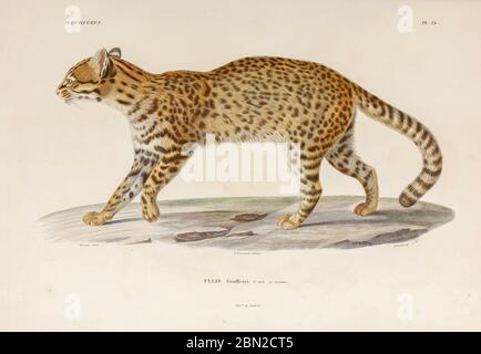 Geoffroy's cat (Leopardus geoffroyi [here as Felis Felis Geoffroyi]) is a wild cat native to the southern and central regions of South America. It is about the size of a domestic cat. hand coloured sketched From the book 'Voyage dans l'Amérique Méridionale' [Journey to South America: (Brazil, the eastern republic of Uruguay, the Argentine Republic, Patagonia, the republic of Chile, the republic of Bolivia, the republic of Peru), executed during the years 1826 - 1833] 4th volume By: Orbigny, Alcide Dessalines d', d'Orbigny, 1802-1857; Montagne, Jean François Camille, 1784-1866; Martius, Karl F Stock Photo