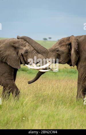 Two male african elephants (loxodonta africana) fighting and pushing each other with their trunks Stock Photo