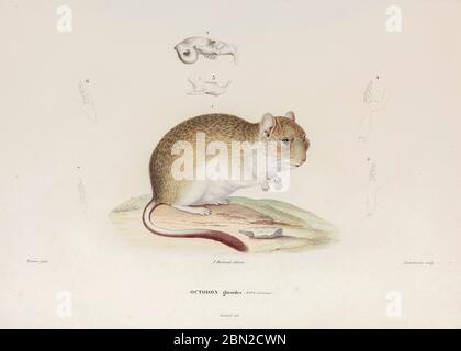 The mountain degu (Octodontomys gliroides) is a species of rodent in the family Octodontidae. It is monotypic within the genus Octodontomys. It is found in the foothills of the Andes in Argentina, Bolivia and Chile. Contents. hand coloured sketched From the book 'Voyage dans l'Amérique Méridionale' [Journey to South America: (Brazil, the eastern republic of Uruguay, the Argentine Republic, Patagonia, the republic of Chile, the republic of Bolivia, the republic of Peru), executed during the years 1826 - 1833] 4th volume By: Orbigny, Alcide Dessalines d', d'Orbigny, 1802-1857; Montagne, Jean Fra Stock Photo