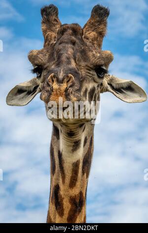 Close-up head portrait of masai giraffe  (Giraffa camelopardalis tippelskirchii) in the Masai Mara Game reserve in Kenya Stock Photo