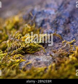 Beautiful green moss on the floor. Macro foto. Texture Closeup. Background of moss and stone for wallpaper. Mossy granite. Northern nature. Antarctic Stock Photo