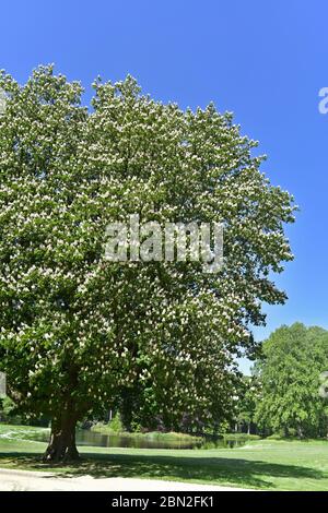 Blossoming horse-chestnut / conker tree (Aesculus hippocastanum) in park, showing white flowers in spring Stock Photo