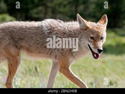 Coyote in the wild, USA Stock Photo