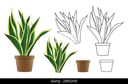 Snake Plant in Flowerpot isolated on White Background. Vector Illustration. Stock Vector