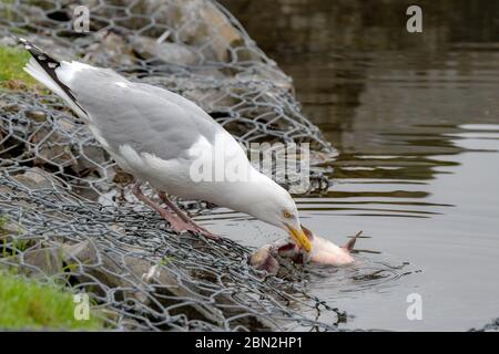 A seagull eating a eating a dead fish at the side of a pond. His beak is tearing a piece of flesh from the fish. Stock Photo