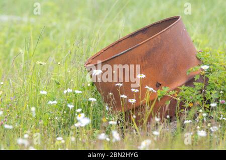 An old, rusty barrel resting at an angle in a field. Grass and daisies surround it. The top is open. Stock Photo