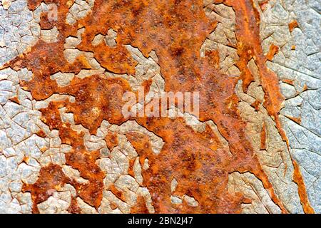 Rust on metal background. Cracked paint around the rust. Closeup view. Stock Photo