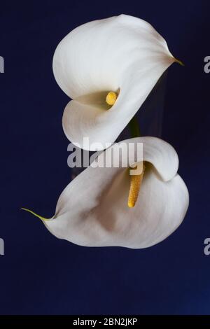 Beautiful portrait of a pair of calla lilies on a dark blue plain background Stock Photo