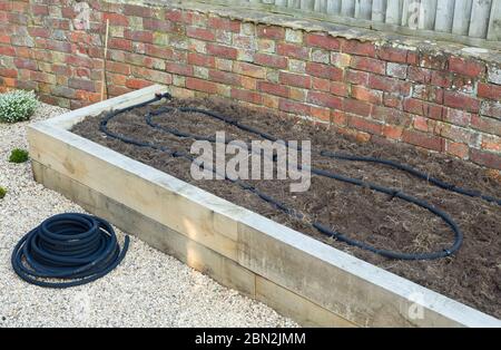 Installing soaker hose, water irrigation system in vegetable garden, UK Stock Photo