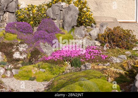 Artificially created rock garden with alpine moss, star moss, blue cushion, cushion plant and edelweiss. Stock Photo