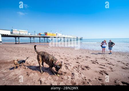 Dog walkers on the near deserted beach at Paignton during the Coronavirus lockdown, UK Stock Photo