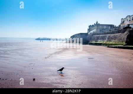 A crow on the near deserted Paignton beach during the Coronavirus lockdown, UK Stock Photo