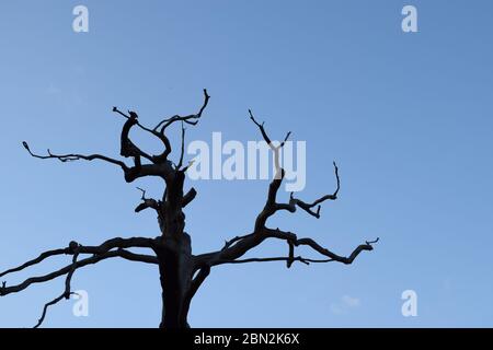 Dead Tree Against Pale Blue Sky Stock Photo