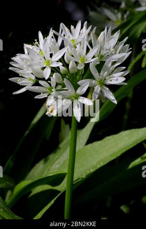 Bärlauch, Allium ursinum Stock Photo