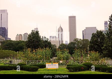 ILLINOIS Chicago Art on the Farm vegetable garden in Grant Park urban ...