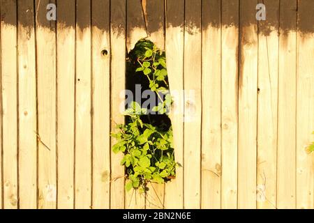 Green leaves coming through big hole in a broken fence in Manchester, England Stock Photo