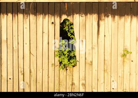 Green leaves coming through big hole in a broken fence in Manchester, England Stock Photo