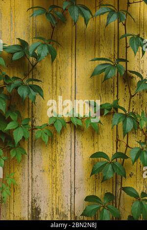 Natural wooden texture, old weathered wall with ctacked yellow paint and fresh green ivy branches and leaves Stock Photo