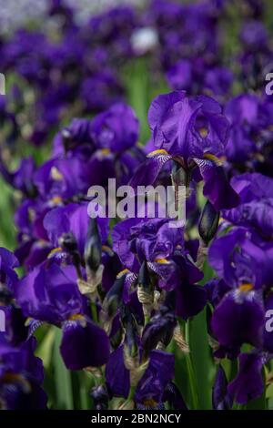 A field of dark blue iris flowers (iridaceae) with blurry blue background Stock Photo