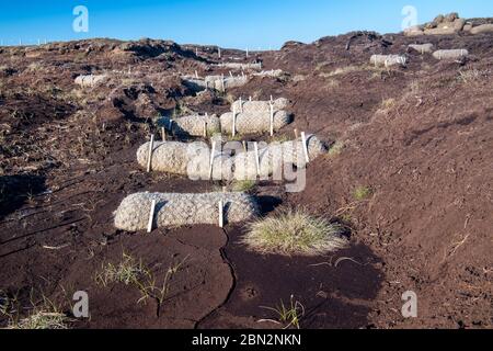 Peat bog restoration program on moorland on Fleet Moss, using coconut fibre to slow the erosion of peat. North Yorkshire, UK. Stock Photo