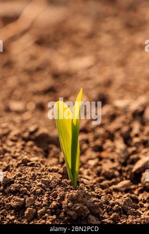 Maize plant sprout in field, close up with selective focus Stock Photo