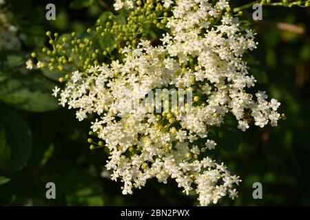 Elderflower, also known as Sambucus nigra, detail of flowers in a British hedgerow in early summer Stock Photo