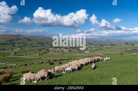 Flock of Swaledale ewe feeding from out of troughs after being fed. Wensleydale, North Yorkshire, UK. Stock Photo