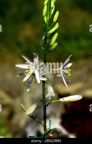 Astlose Graslilie, Anthericum liliago Stock Photo