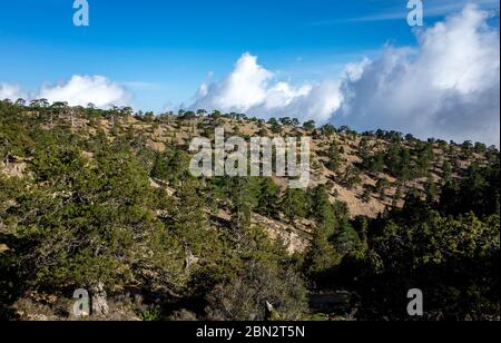 Lebanese cedars in a mountain forest in the central part of the island of Cyprus; Stock Photo