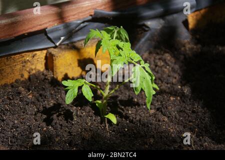 Green tomato in the pot. Organic and ecological gardening. Young green plant in eco home garden. Stock Photo