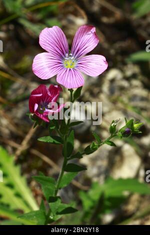 Alpen- Lein, Linum alpinum Stock Photo