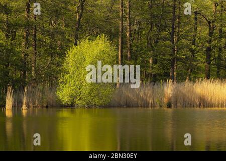 The green tree with its young leaves stands at the Kellersee (Malente, Northern Germany) Stock Photo